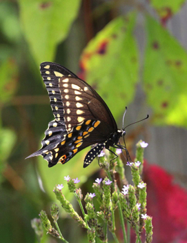 Black Swallowtail male